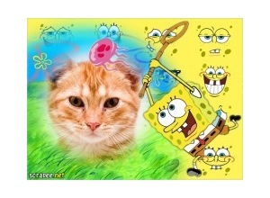 Moldura - Bom Esponja