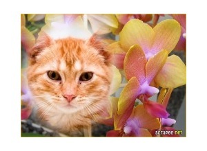 Moldura - Belas Flores