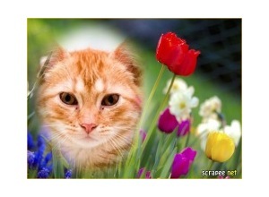 Moldura - Flores Variadas