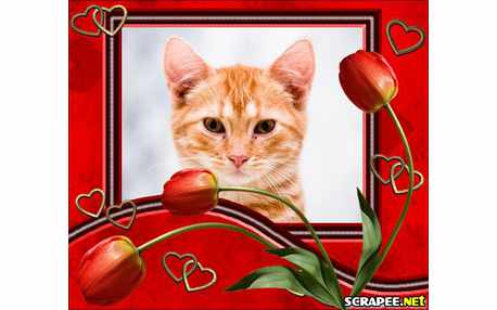 Moldura - Tulipa Laranjada