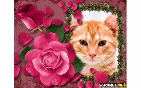 Moldura - Petalas De Rosa