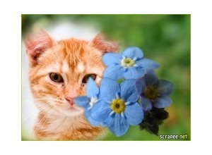 Moldura - Flores Azuis 2