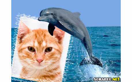 Moldura - Treinamento De Golfinho