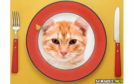 Moldura - Foto No Prato