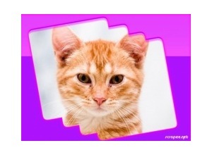 Moldura - Borda Simples Roxa