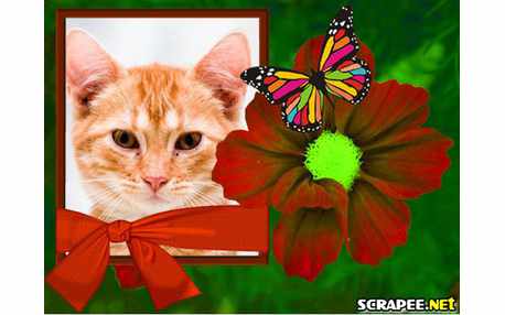 Moldura - Borboleta Na Flor