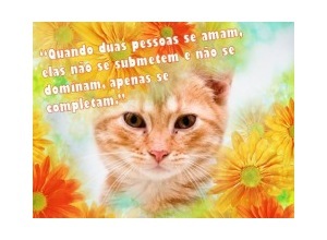 Moldura - Entre As Flores Laranjas