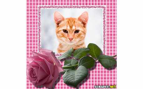 Moldura - Rosa Cor De Rosa