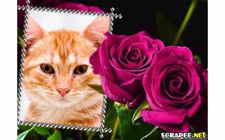 Moldura - Rosa Vinho