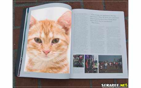 Moldura - Publicacoes Em Revista