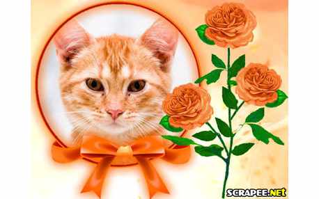 Moldura - Rosas Cor De Laranja