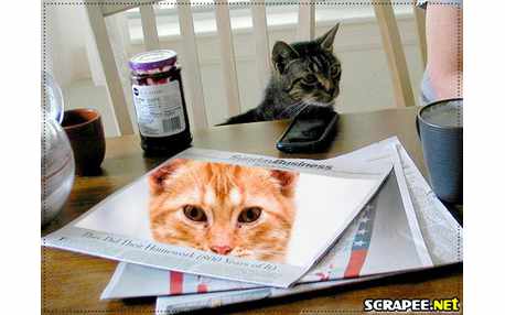 Moldura - Gato Na Mesa