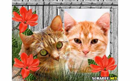 Moldura - Gato No Jardim