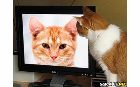 Moldura - Gato Assistindo Tv