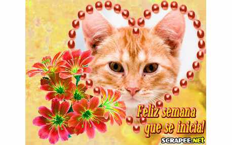 Moldura - Feliz Semana