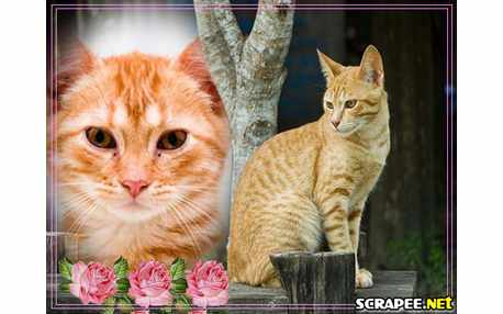 Moldura - Gato Domestico