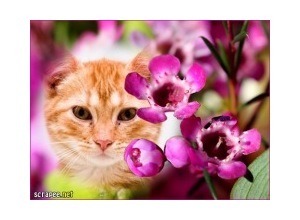 Moldura - Entre Flores Roxas