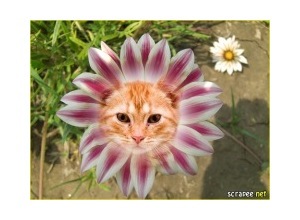 Moldura - Botao De Flor 2