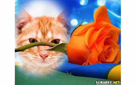 Moldura - Botao De Rosa Laranjado