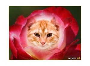 Moldura - Botao De Rosa Vermelha