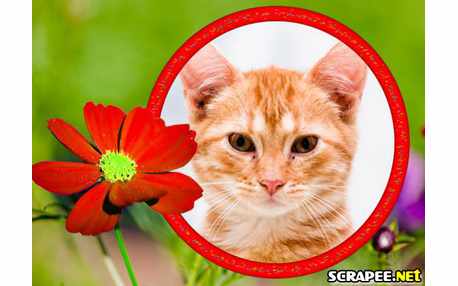 Moldura - Flor Vermelha