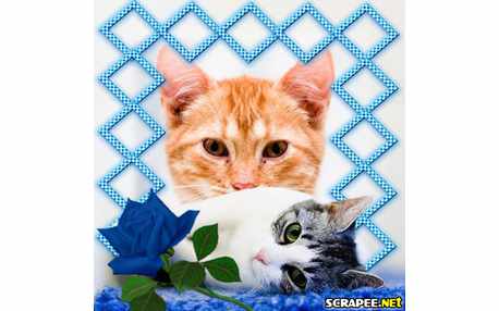 Moldura - Gatinho Dormindo