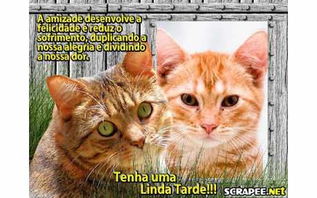 Moldura - Gato Amarelo