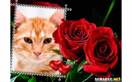 Moldura - Rosas Vermelhas