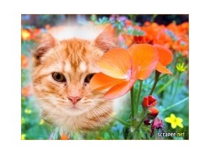 Moldura - Belas Flores Laranjas