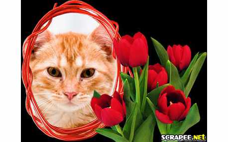 Moldura - Tulipas Vermelhas