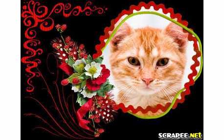 Moldura - Arranjos Pronto