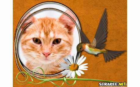 Moldura - Beija Flor