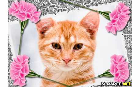 Moldura - Cravos Cor De Rosa