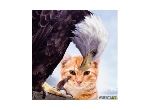 Moldura - Aguia E Rato