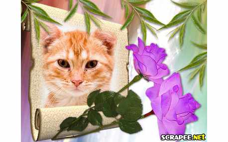 Moldura - Rosas Roxas