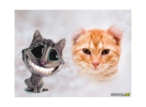 Moldura - Gato Engracado