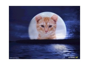 Moldura - Lua Azul Lobisomem