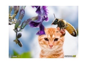 Moldura - Abelha Voando