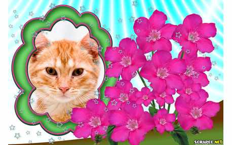 Moldura - Belissimas Flores Naturais