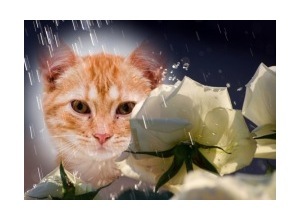 Moldura - Roses In The Rain