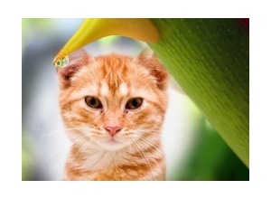 Moldura - The Rose Thorn