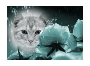 Moldura - Roses In The Rain 2