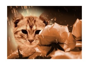 Moldura - Roses In The Rain Sepia