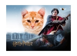 Moldura - Harry Potter