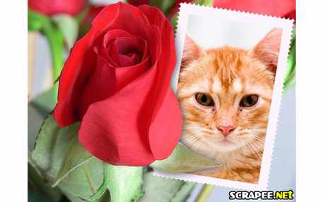 Moldura - Botao De Rosa