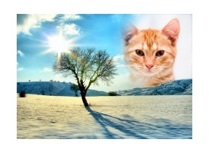 Moldura - The Tree And The Sun