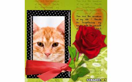 Moldura - Bela Flor Vermelha