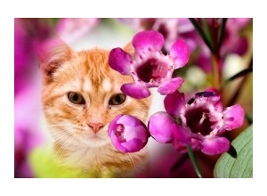 Moldura - Purple Flower