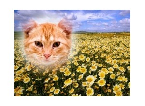 Moldura - Yellow Flowers