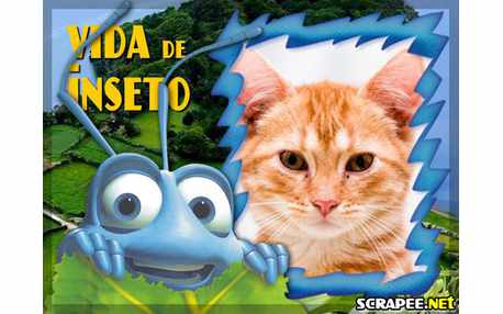 Moldura - Vida De Inseto